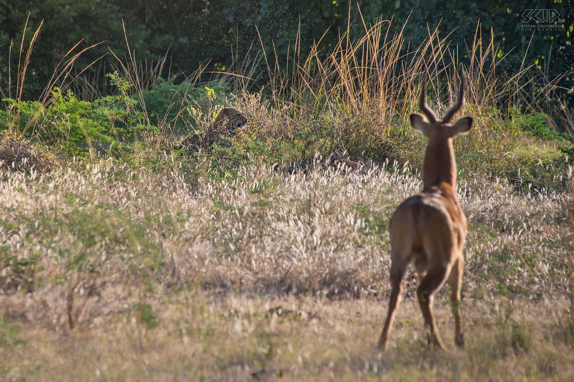 South Luangwa - Luipaard en puku Op onze eerste safari dag in South Luangwa konden we in de late namiddag ons eerste luipaard spotten. Hij zat verborgen in het hoge gras, klaar om een puku aan te vallen. Deze puku ziet echter het gevaar en maakt dit kenbaar met alarmkreten. Het luipaard druipt af en komt recht naar onze jeep gewandeld. Op 5 dagen hebben we 16 keer een luipaard kunnen waarnemen. Stefan Cruysberghs